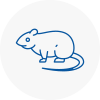 Rat Control Chippenham