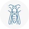 Chippenham Wasp Nest Removal